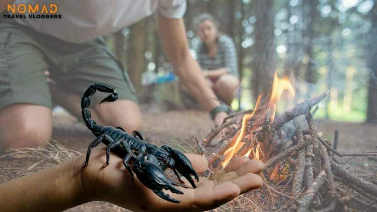 How to cook and eat Scorpions as Desert Survival Food..